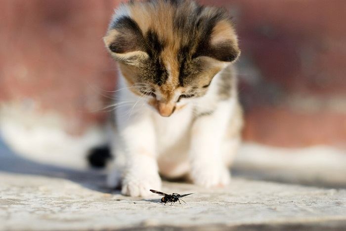 Un gatto che si avventa giocosamente su un insetto.