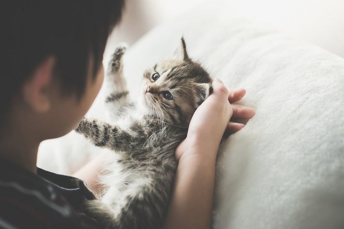 Un'immagine accattivante che cattura la commovente interazione tra un gatto e un bambino, mentre giocano insieme con affetto e reciproco divertimento, evidenziando il legame positivo tra animali domestici e giovani compagni.