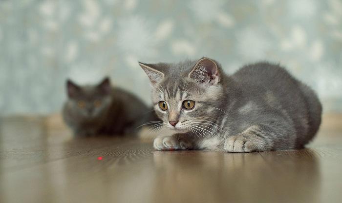 Gatto che gioca con un giocattolo laser.