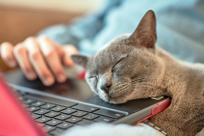 Affascinante immagine di un gatto che si strofina affettuosamente il muso contro un computer portatile, che mette in mostra il comportamento felino che marca il territorio con l'odore e cerca conforto.