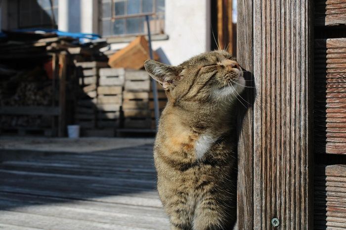 Gatto che si strofina il muso per marcare il territorio