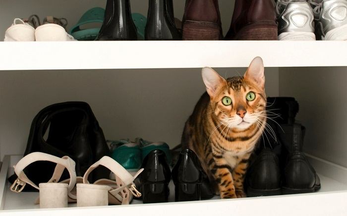 Un'immagine che raffigura un gatto su una scarpiera, circondato da varie paia di scarpe.