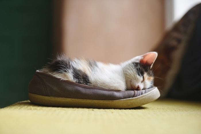 Un gatto rannicchiato e addormentato dentro una scarpa, che mostra un posto di riposo insolito e accogliente scelto dal felino.