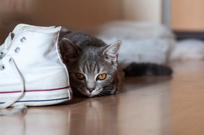 Immagine bizzarra di un gatto nascosto tra una serie di scarpe.