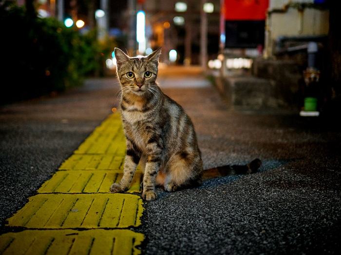 Gatto anziano che mostra segni di malattia.