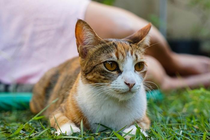 L'immagine ritrae un gatto seduto in modo composto, apparentemente ignorando il suo padrone.