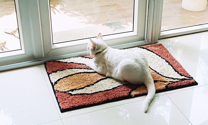 Immagine serena di un gatto seduto su un morbido tappeto, che trasmette relax e contentezza in un ambiente tranquillo.