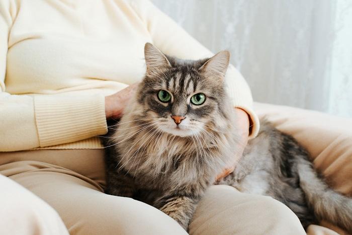 Un adorabile gatto comodamente seduto sulle ginocchia di una persona, che si gode la sua accogliente compagnia.