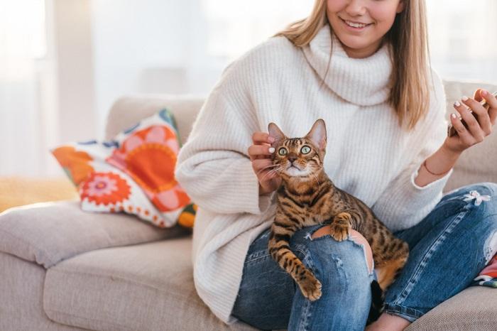 Un gatto sereno seduto sulle ginocchia di una persona, che si gode un momento di pace e affetto, di legame e conforto.