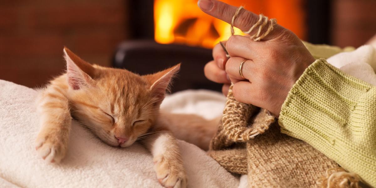 Un gatto soddisfatto, comodamente seduto sulle ginocchia di una persona, che si gode un momento di vicinanza e compagnia.