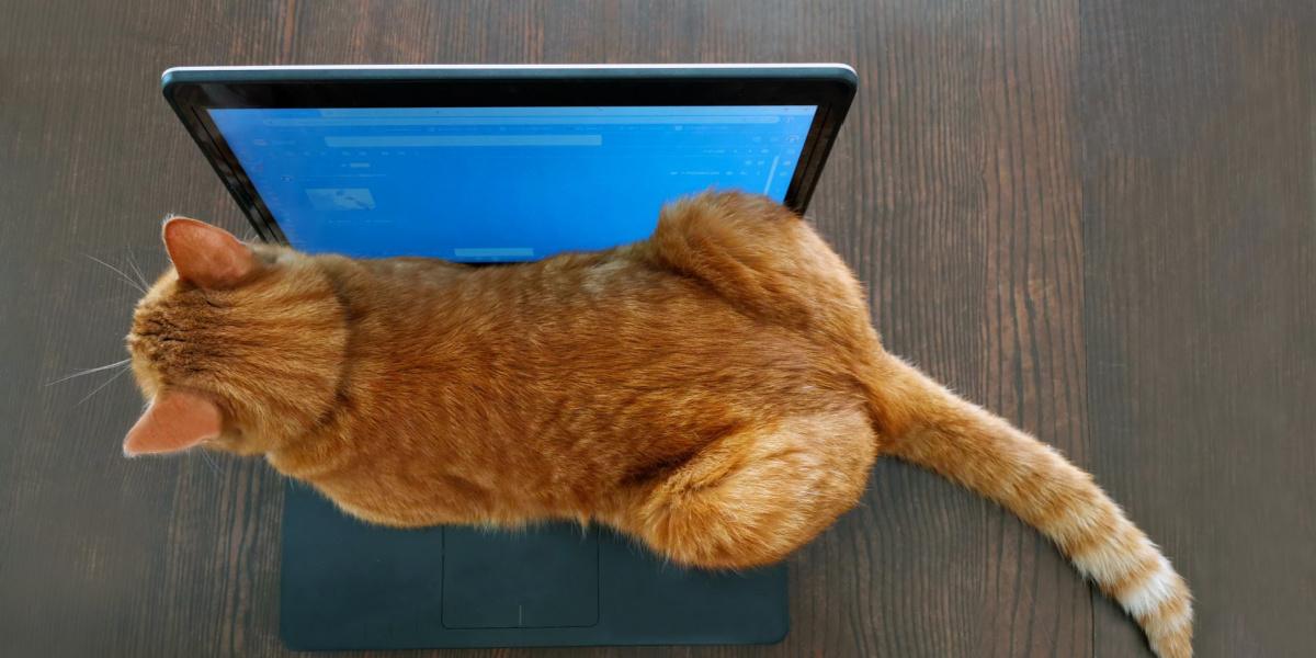 Immagine di un gatto appollaiato sulla tastiera di un computer portatile, che incarna un mix di curiosità e compagnia in un contesto moderno.