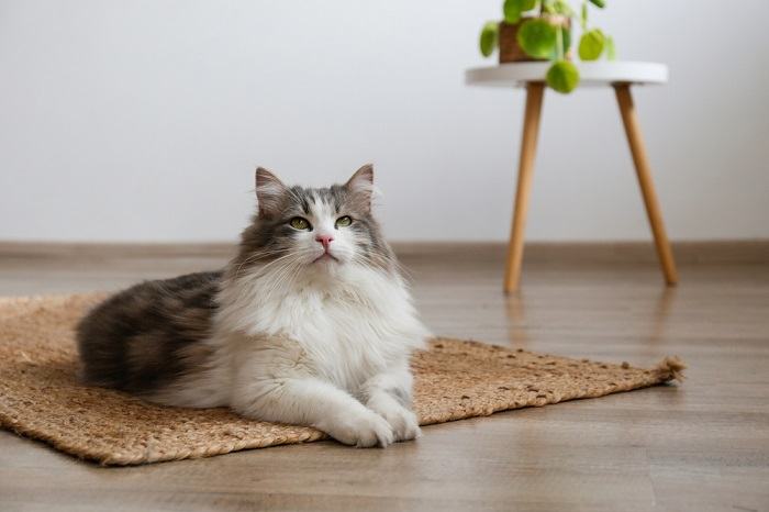 Gatto seduto con grazia su un tappeto, che incarna un senso di calma ed eleganza nell'ambiente circostante.