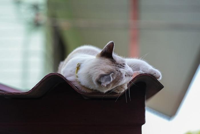 Un gatto sereno dorme pacificamente su un tetto, crogiolandosi nel calore e nella tranquillità del suo trespolo elevato.