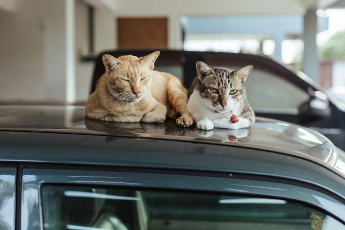 Immagine di un gatto che dorme comodamente sul tetto di un'auto, a dimostrazione della curiosità felina e della sua capacità di trovare angoli accoglienti in cui rilassarsi.