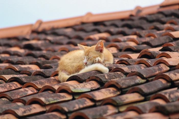 Un gatto soddisfatto riposa su una tegola, godendosi un posto comodo e rialzato per un pisolino tranquillo.