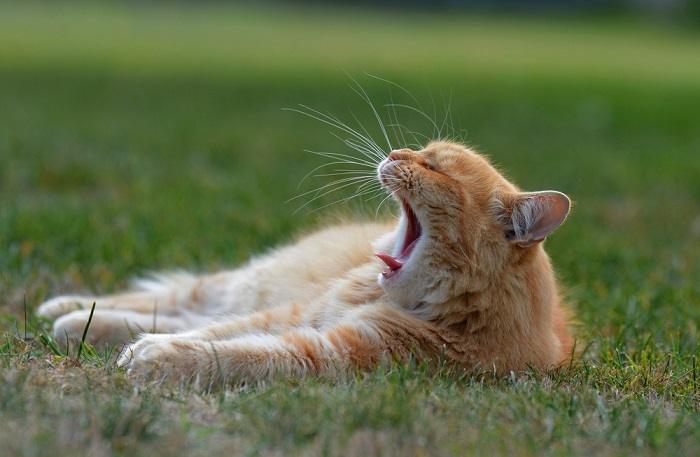 Un'immagine deliziosa che immortala un gatto assonnato nell'atto di sbadigliare, mettendo in mostra i suoi occhi assonnati, la bocca aperta e la postura leggermente cadente, trasmettendo un senso di adorabile sonnolenza e relax.