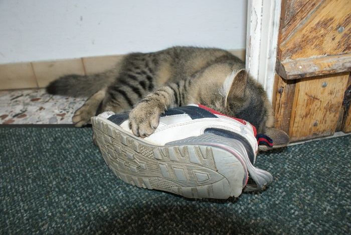 Un'immagine che ritrae un gatto mentre annusa un paio di scarpe.