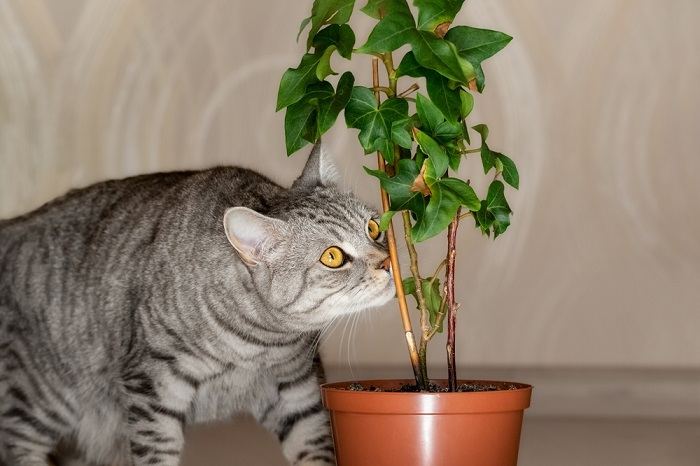 Un'immagine che ritrae un gatto che annusa attentamente una pianta, a dimostrazione della sua natura curiosa ed esplorativa mentre studia gli odori presenti nell'ambiente.