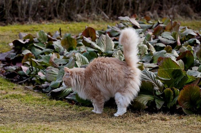 Un gatto che mostra un comportamento di spruzzatura di urina, un comportamento comune di marcatura territoriale felina