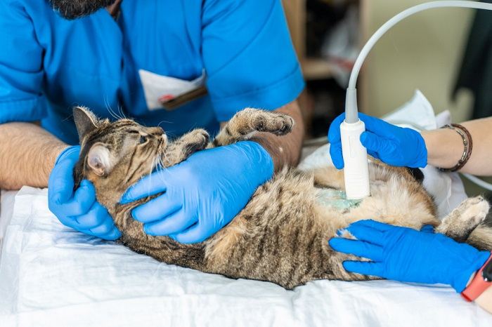 Ecografia del gatto dal veterinario.