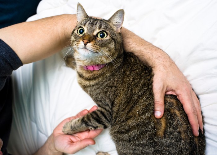 Un'immagine edificante che ritrae un uomo e un gatto che condividono un momento di gioia.