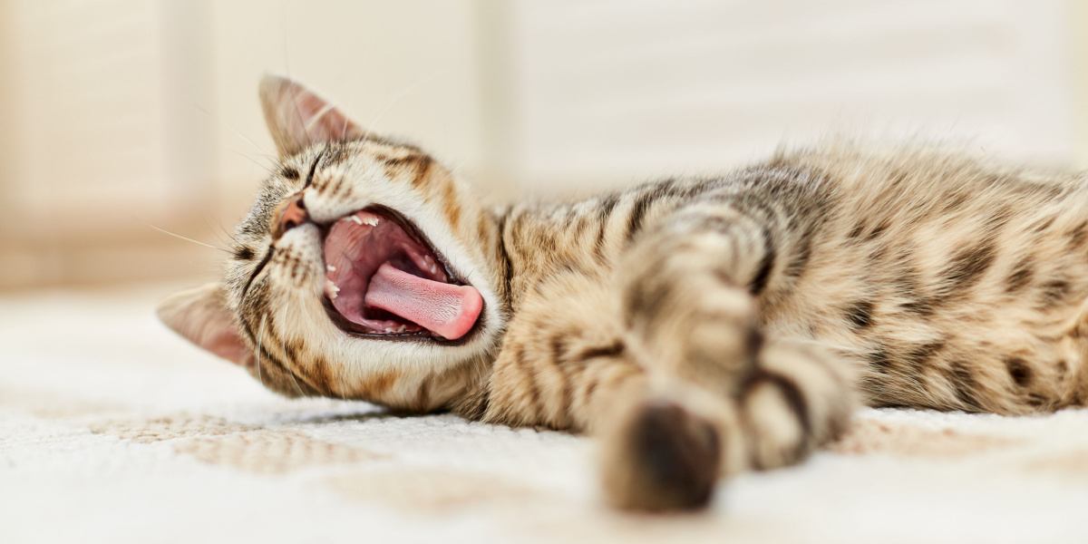 Un'adorabile immagine di un gatto colto in flagrante mentre sbadiglia, che mostra la bocca spalancata, la lingua protesa e le mascelle distese, rivelando un classico comportamento felino.