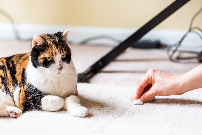 vomito di gatto sul tappeto