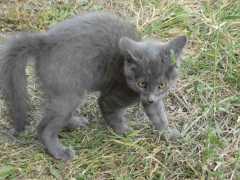 Cat exhibiting a playful 'crab' posture.