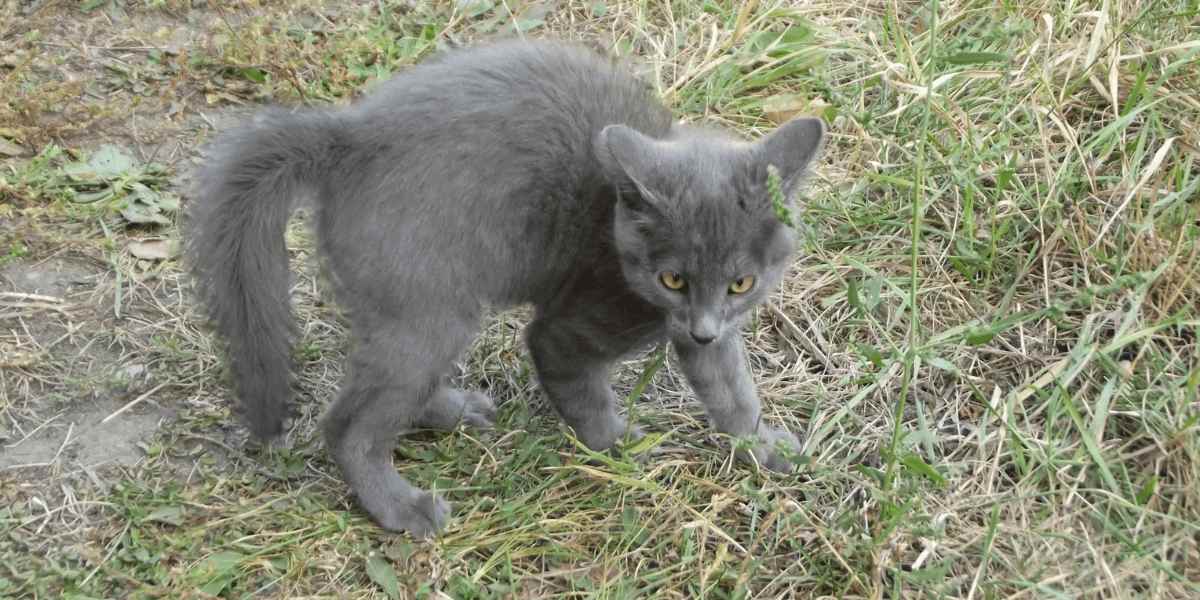 Gatto che mostra una giocosa postura a "granchio".