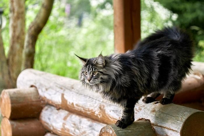 L'immagine ritrae un soffice gatto che cammina con grazia a metà passo.