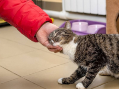 The image portrays a heartwarming scene of a cat engaging in head bunting or head rubbing behavior.