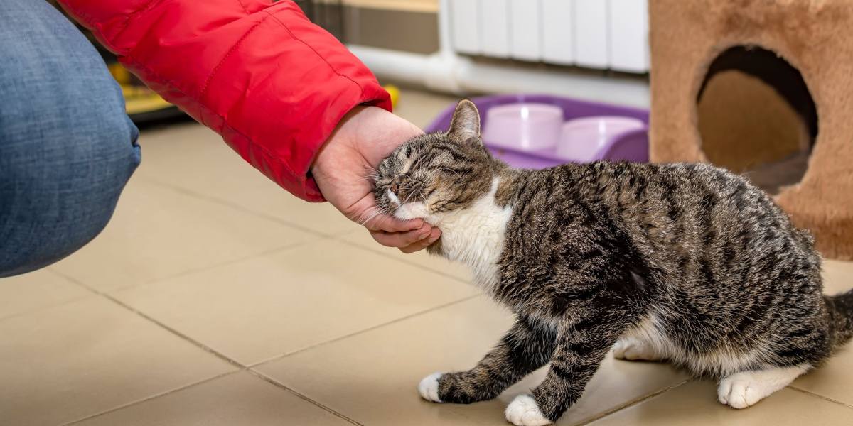 L'immagine ritrae una scena commovente di un gatto che si strofina la testa o la fa con la testa.