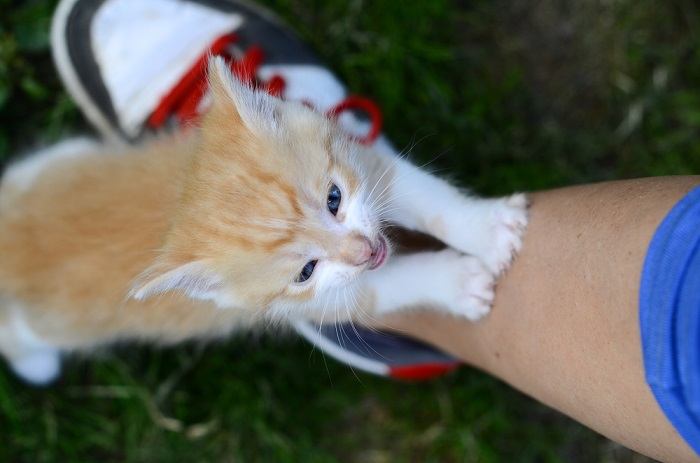 Un gattino giocoso che si appoggia e zampetta su qualcosa.