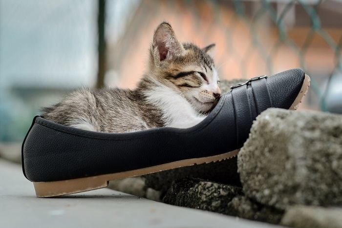 Un'adorabile immagine che ritrae un gattino comodamente adagiato tra una serie di scarpe.