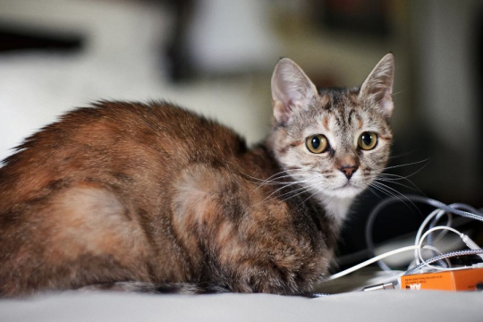 Il tuo gatto è solo? Questi 7 Segnali ti aiuteranno a scoprirlo