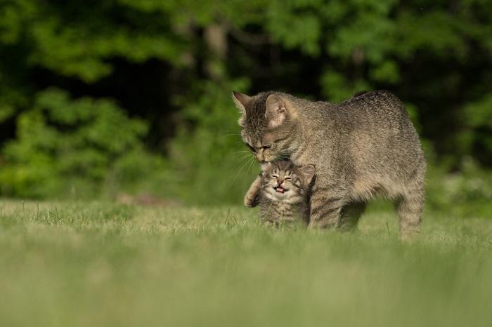 Immagine commovente che mostra una mamma gatta e il suo giocoso gattino che condividono una gioiosa interazione.