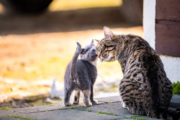 Immagine commovente di una mamma gatta che coccola amorevolmente il suo piccolo gattino.