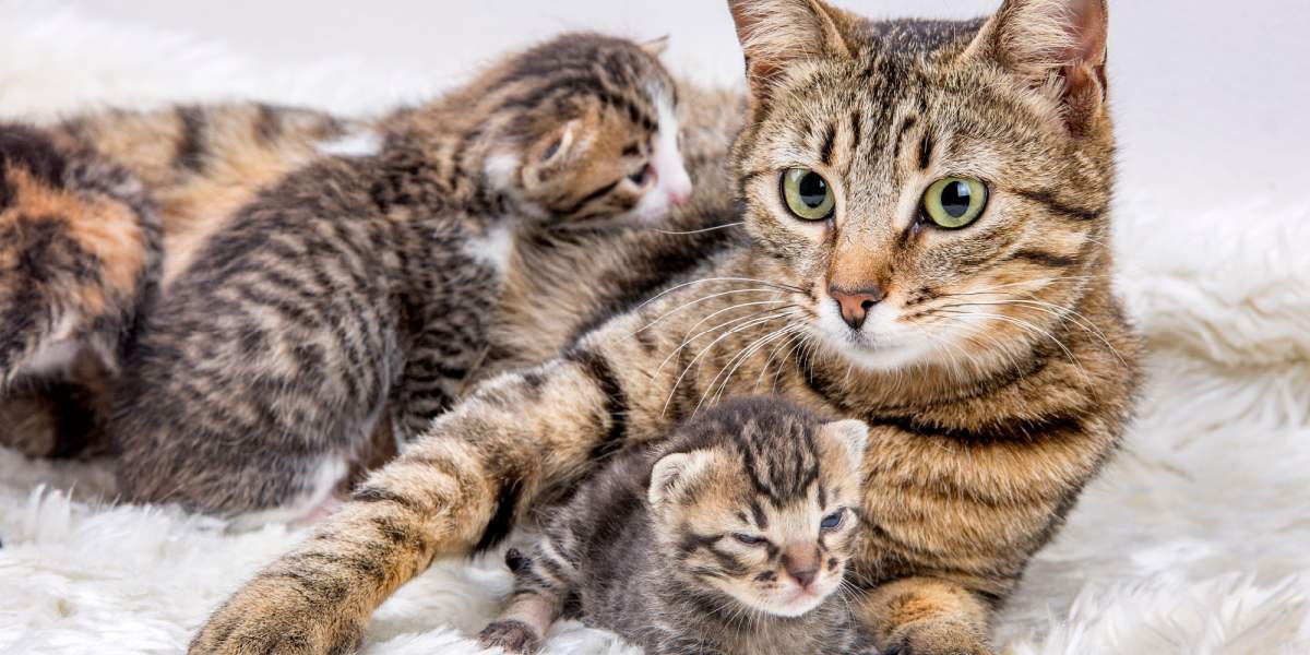 Tenera immagine che ritrae una mamma gatta e il suo adorabile gattino.