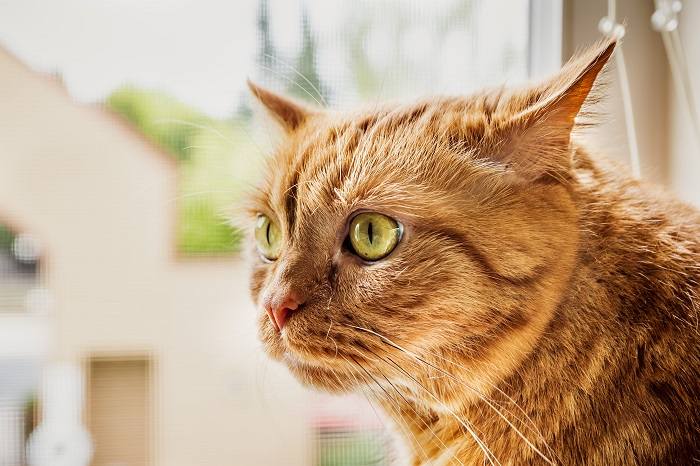 Posizione delle orecchie di gatto lateralmente e all'indietro.