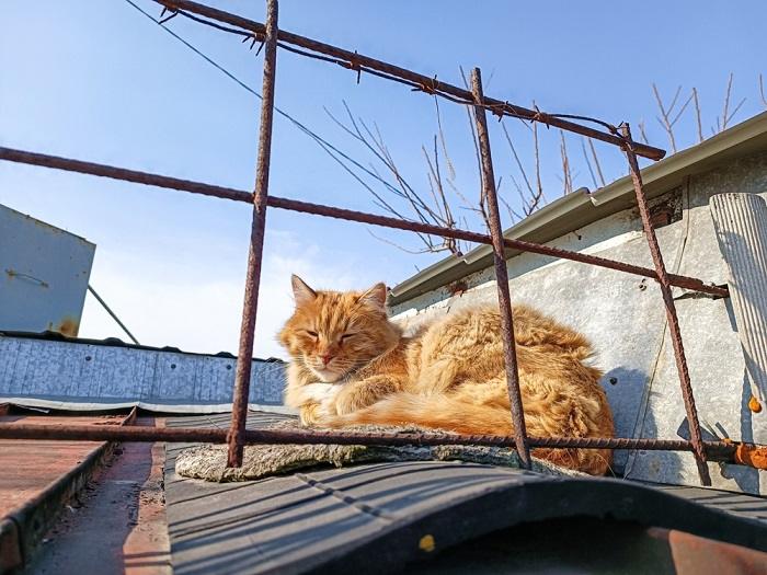 Immagine di un gatto arancione che dorme comodamente su un tetto, a dimostrazione dell'adattabilità dei felini e della loro abilità nel trovare luoghi unici in cui riposare.