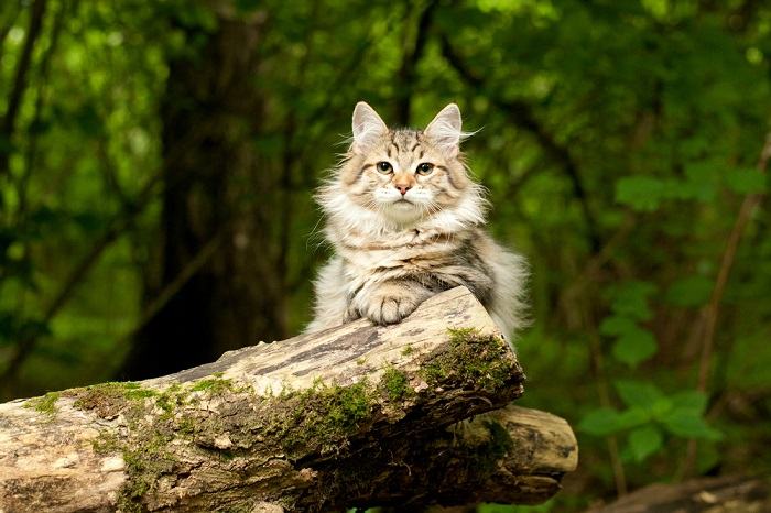 Autentico gatto siberiano, che mostra la vera bellezza di questa maestosa razza in un'immagine compressa