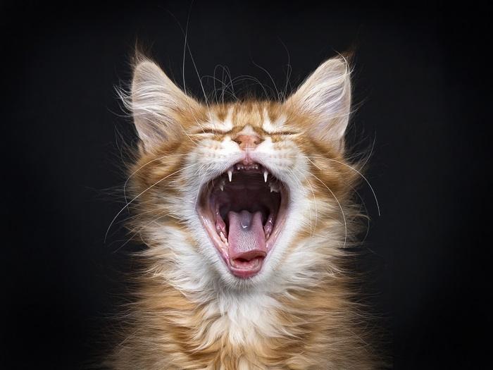 Un'immagine accattivante di un gatto soriano rosso colto nel bel mezzo di uno sbadiglio, con la bocca spalancata che mette in mostra i denti e la lingua, catturando un momento spontaneo di espressione e comportamento felino.