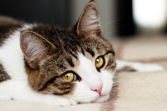 7 Modi in cui potresti ferire i sentimenti del tuo gatto