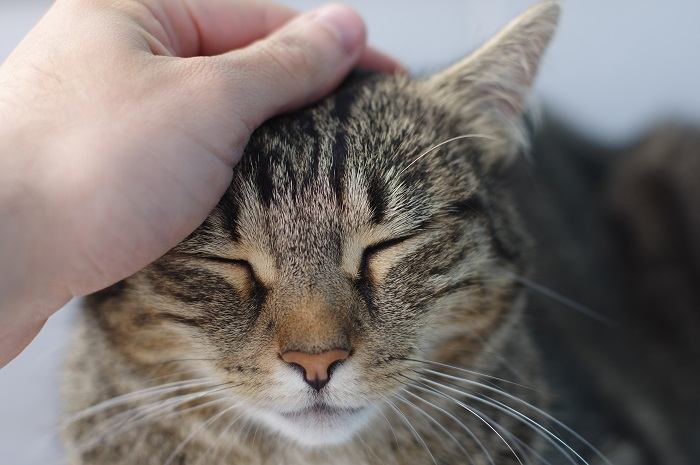 Persona che accarezza delicatamente un gatto soddisfatto e rilassato, creando un legame attraverso il tatto e l'affetto.