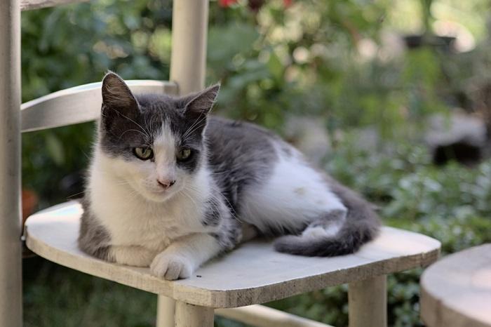 Un maestoso gatto maschio se ne sta seduto fiero, esprimendo sicurezza con il suo aspetto sorprendente e il suo comportamento regale.