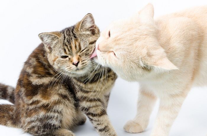 Foto di due gatti impegnati in una reciproca toelettatura, a dimostrazione di un'interazione armoniosa e premurosa tra compagni felini.