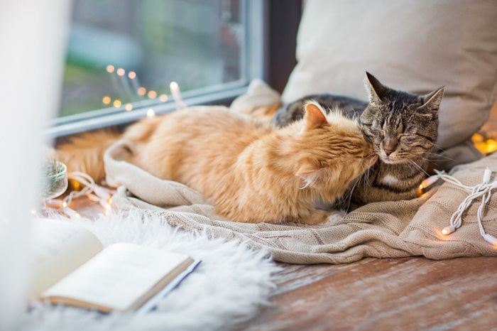 Due gatti si accoccolano insieme sotto una coperta a tema natalizio