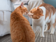 An image portraying two cats engaging in a sniffing interaction, a common behavior among cats to explore scents and establish social bonds through olfactory communication.