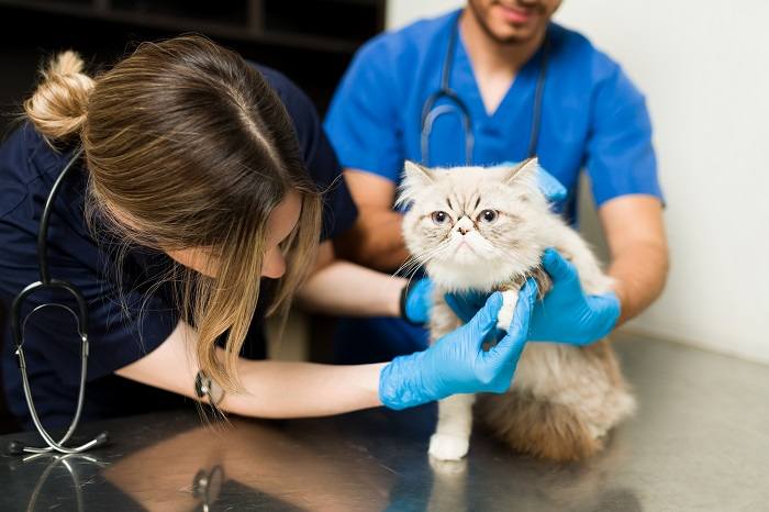 Gatto dal naso camuso in visita dal veterinario