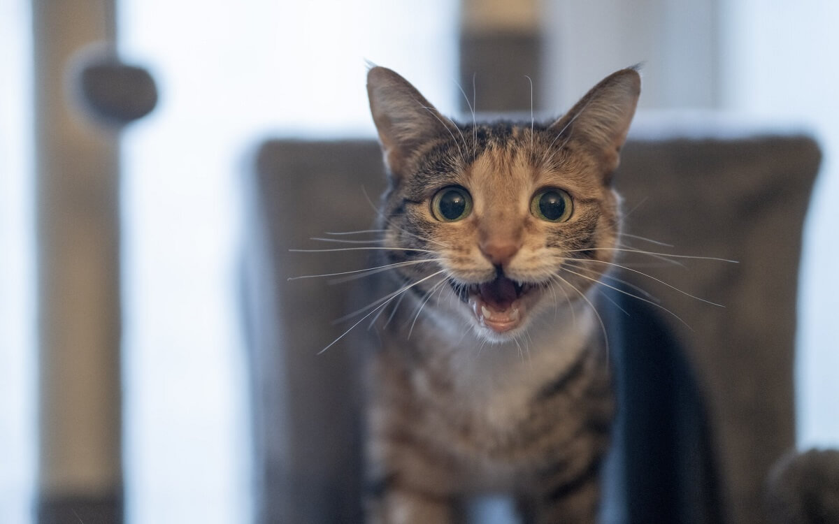 Gatto che miagola di notte nel buio.